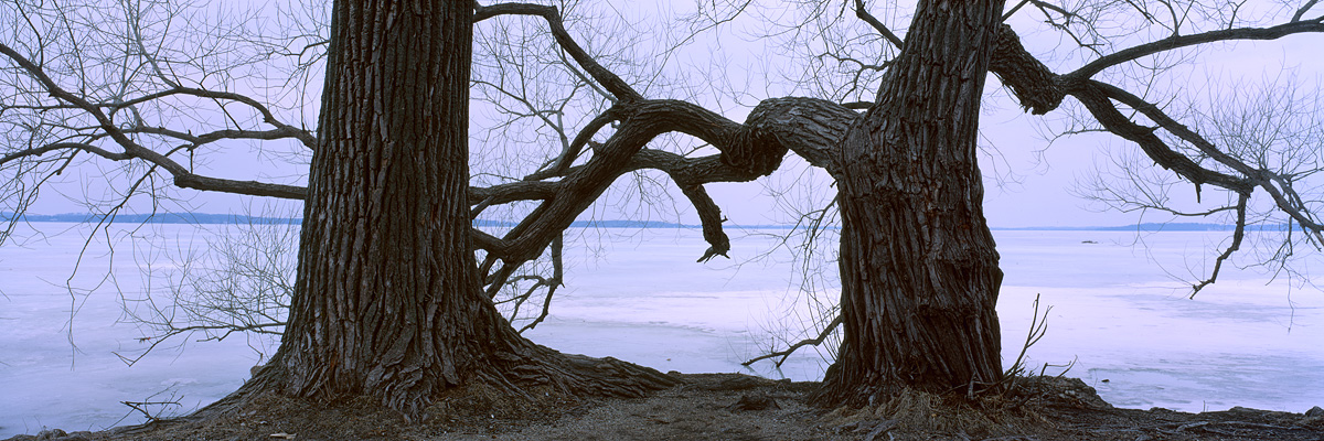 Two Trees by Ting-Li Lin