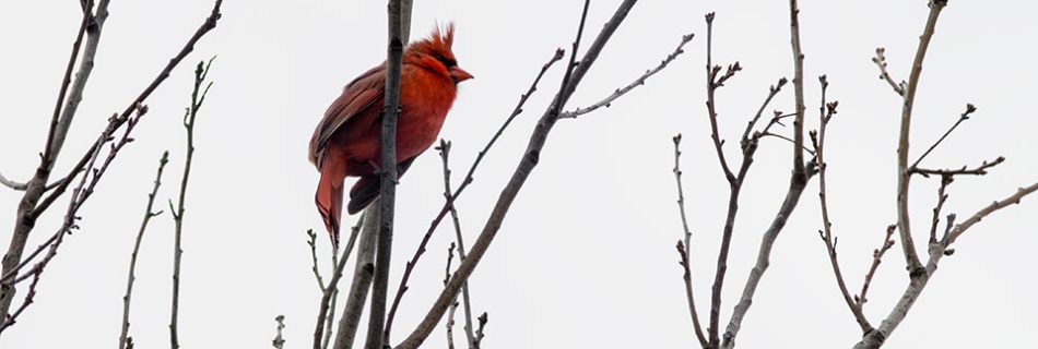A northern cardinal by Ting-Li Lin
