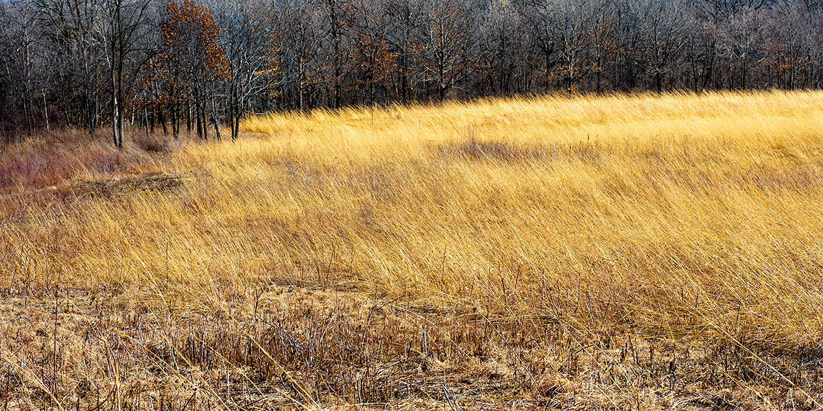 Prairie © Ting-Li Lin