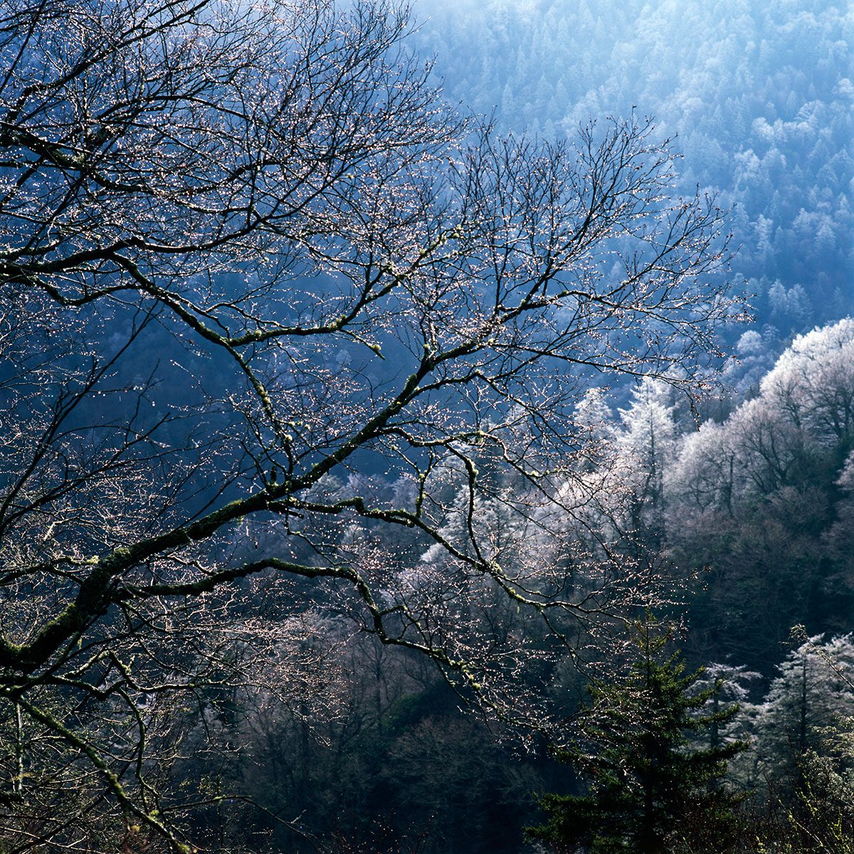 An Early Morning in Spring