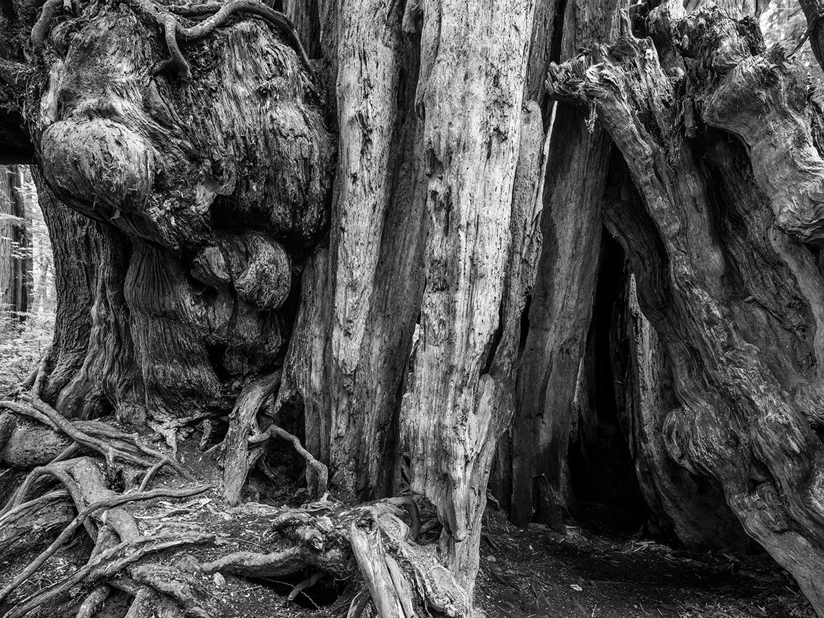 Big Cedar Tree