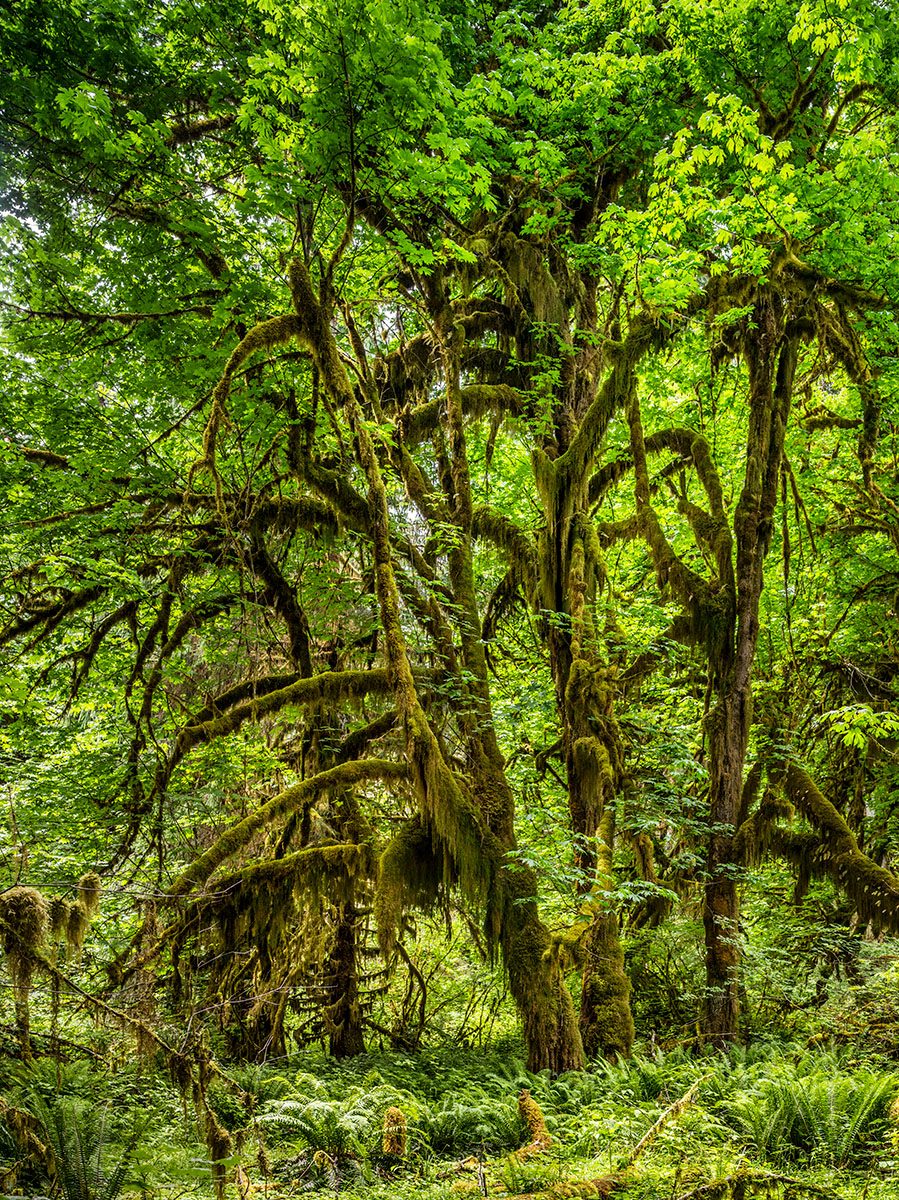 Hoh Rainforest #6