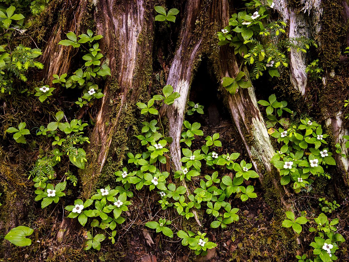 Roots and Wild Flowers